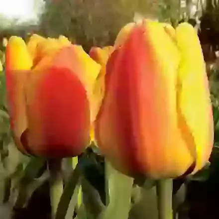 Darwin Hybrid Tulips